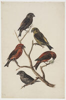 KT 2009 028-027
          <br/>
          Vijf kruisbekken
          <br/>
          <em>Trigt, Stephanus Hendrik Willem van (1790-1840)</em>